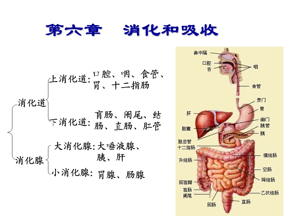 生理学ppt课件第6章消化与吸收.ppt_第1页