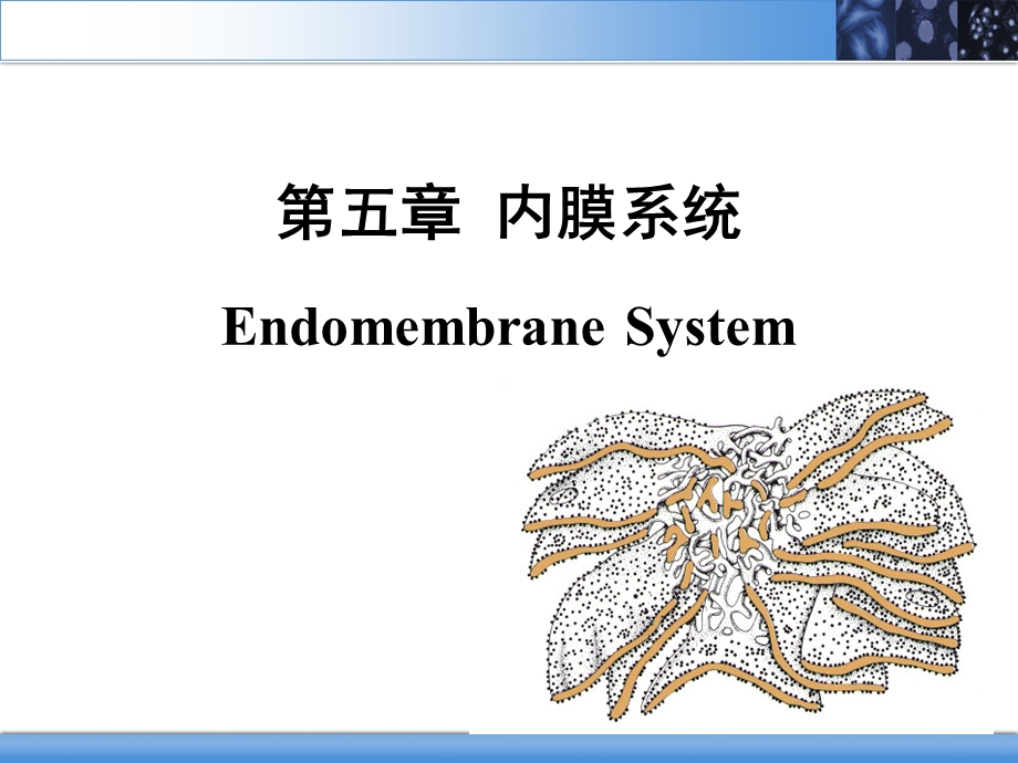 细胞的内膜系统与囊泡转运ppt课件.ppt_第2页