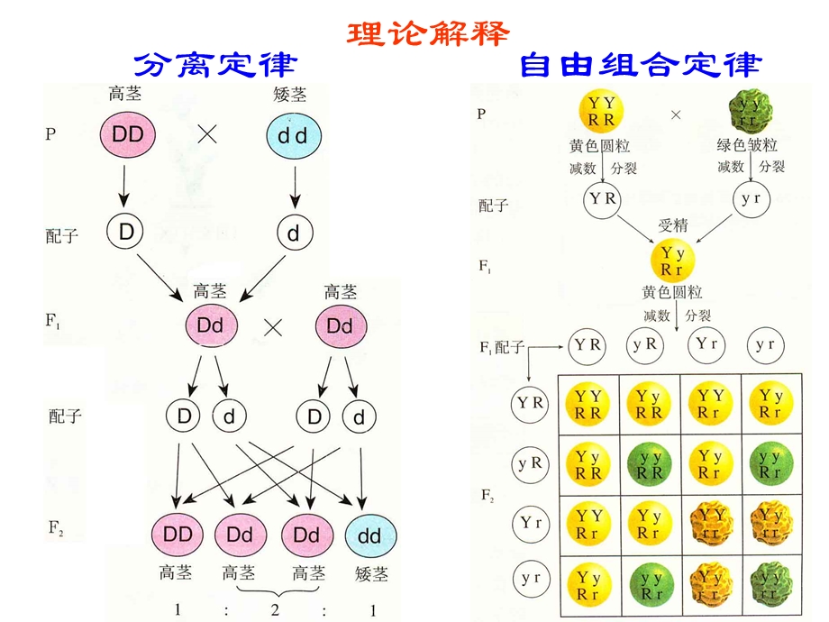 自由组合定律的计算课件.pptx_第3页