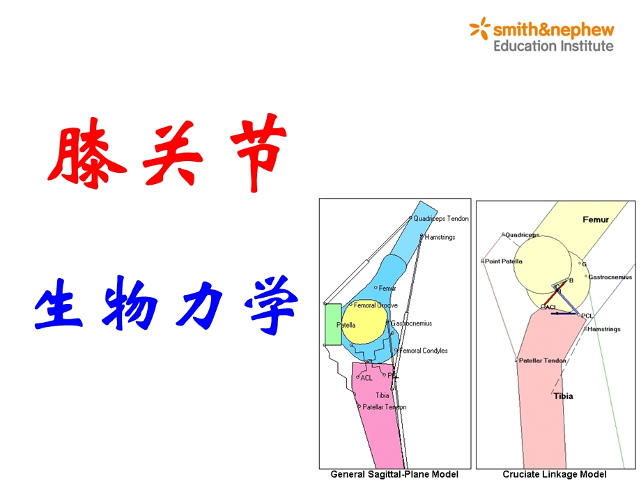 膝关节生物力学ppt课件.ppt_第1页