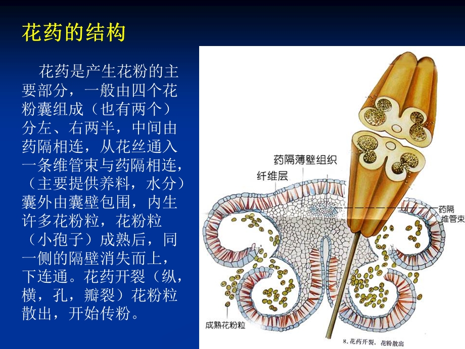 花药和花粉的培养ppt课件.ppt_第3页