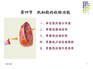 第二章 细胞的基本功能(骨骼肌)ppt课件.ppt