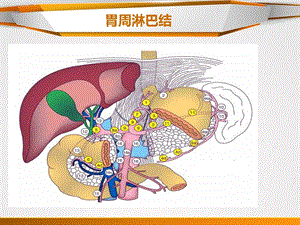 胃癌淋巴结分组ppt课件.ppt