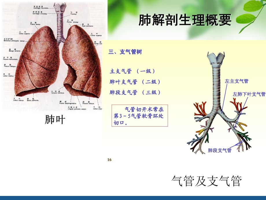 肺癌病人的护理ppt课件.ppt_第2页