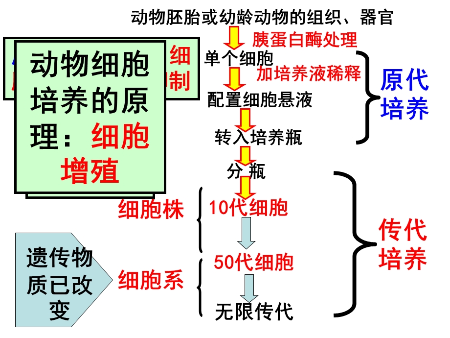 细胞融合单克隆抗体ppt课件.ppt_第2页