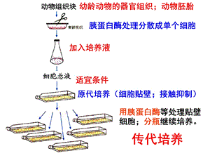 细胞融合单克隆抗体ppt课件.ppt