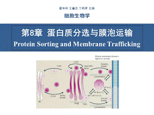 细胞生物学翟中和编 第8章 蛋白质分选与膜泡运输ppt课件.ppt