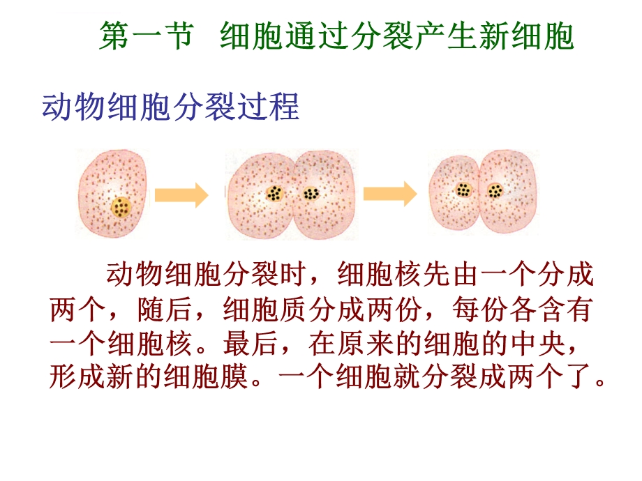 细胞怎样构成生物体复习ppt课件.ppt_第2页