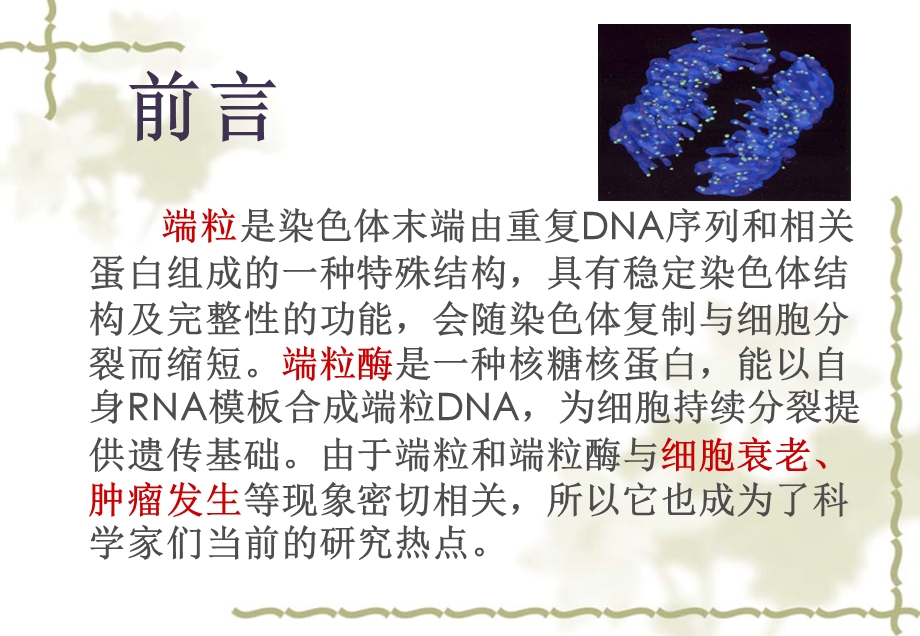 端粒和端粒酶分析解析ppt课件.ppt_第2页