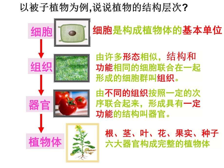 苏科版 第9章生物体有相似的结构层次总复习ppt课件.ppt_第2页