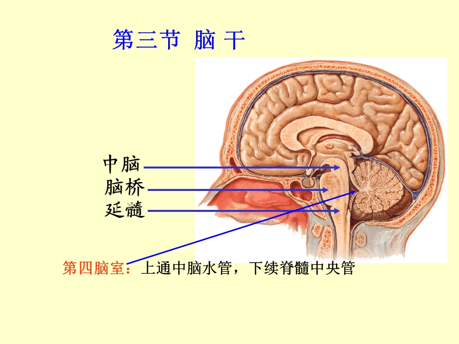 脑干高清结构解剖ppt课件.ppt_第3页