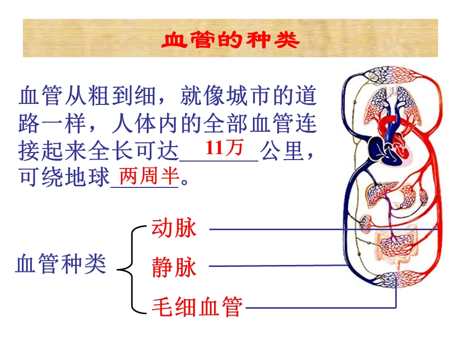 第二节人体的血液循环ppt课件.pptx_第3页