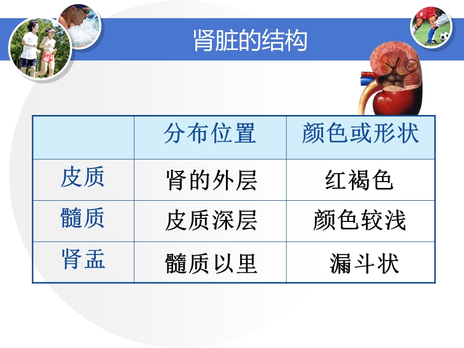 肾脏的结构ppt课件.ppt_第3页