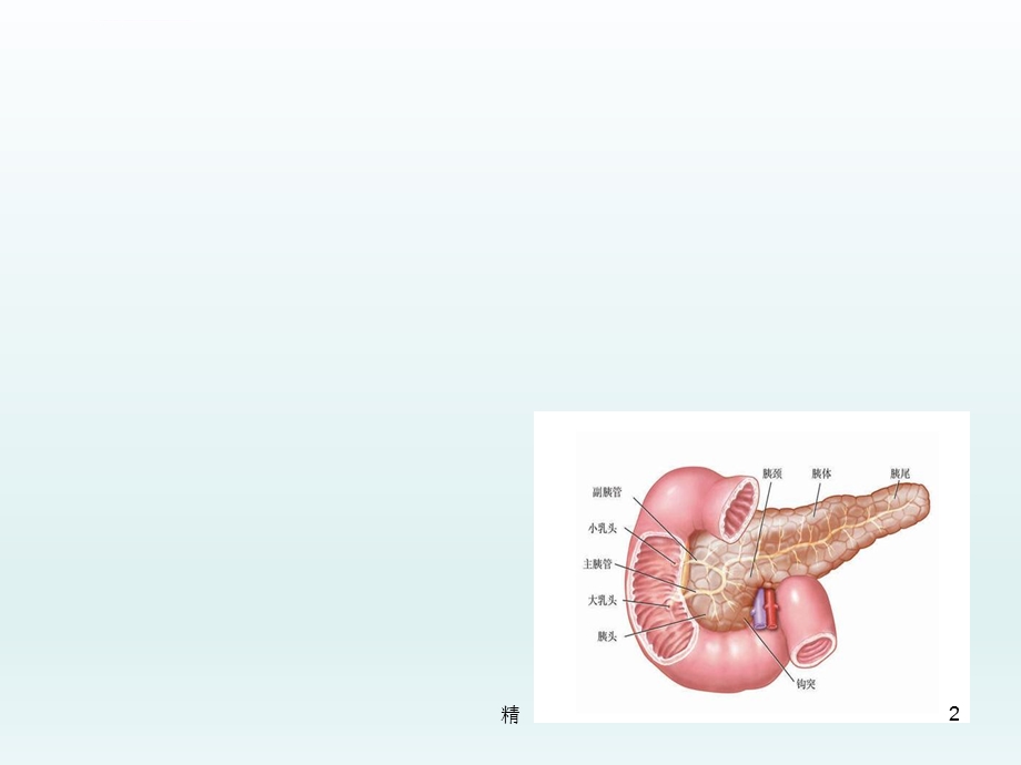 胰腺肿瘤分类及诊疗讲解ppt课件.ppt_第2页