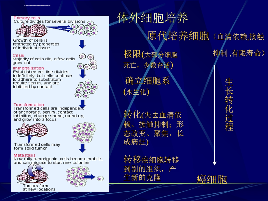 第五章癌基因与癌ppt课件.ppt_第3页