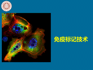 第六章 免疫标记技术ppt课件.pptx