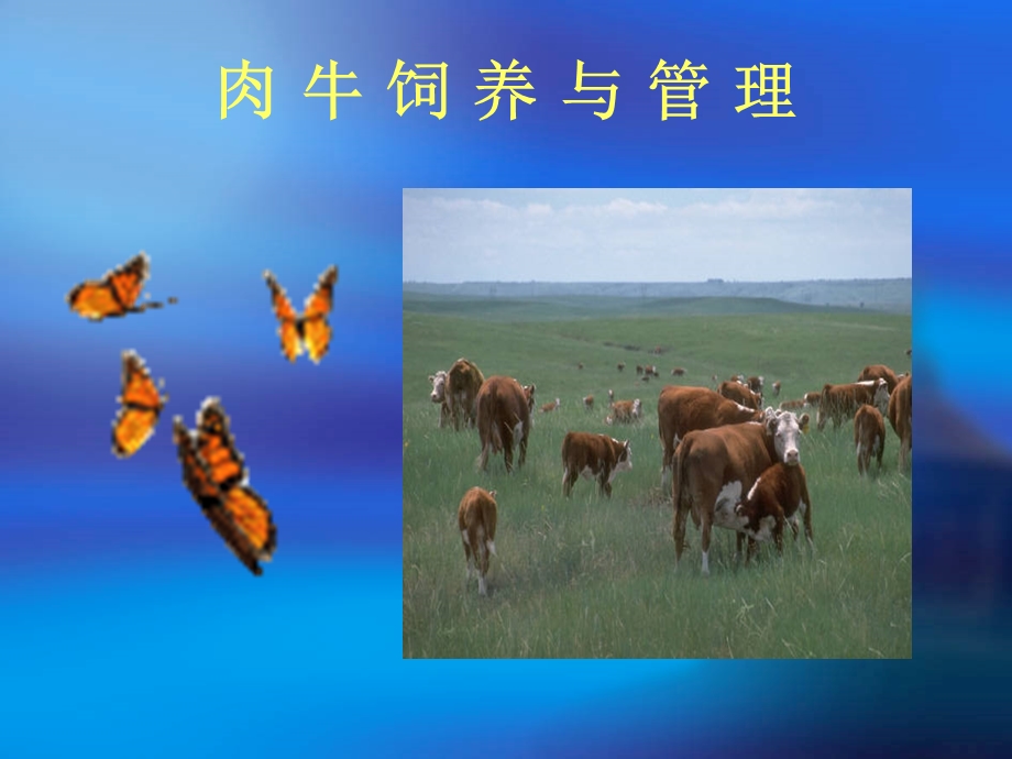 肉牛的饲养与管理ppt课件.ppt_第1页