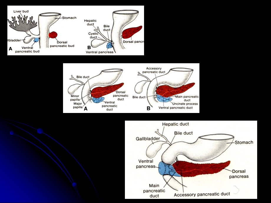 胰腺胰腺解剖及功能ppt课件.ppt_第3页