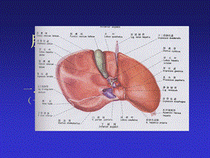 肝脏断层解剖ppt课件.ppt