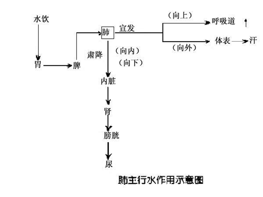 肺主通调水道ppt课件.pptx_第3页