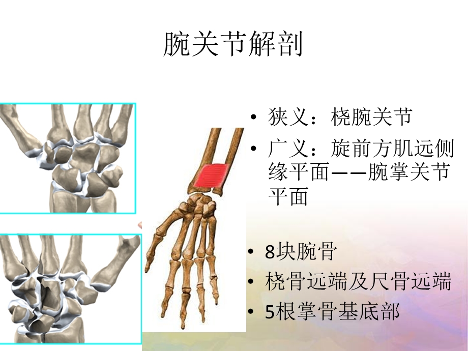 腕关节 解剖ppt课件.ppt_第2页