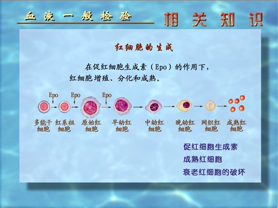 网织红细胞计数ppt课件.ppt_第2页