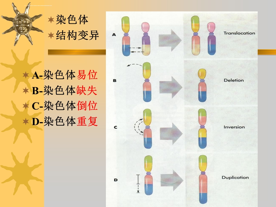 第六章 染色体工程ppt课件.ppt_第3页