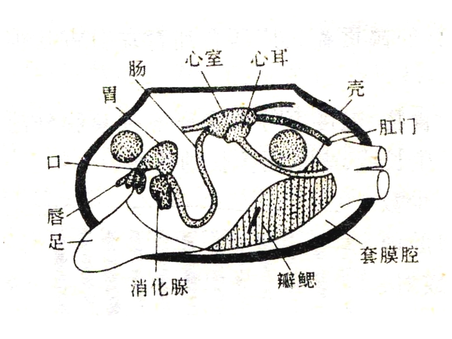 第九章 软体动物门ppt课件.ppt_第3页