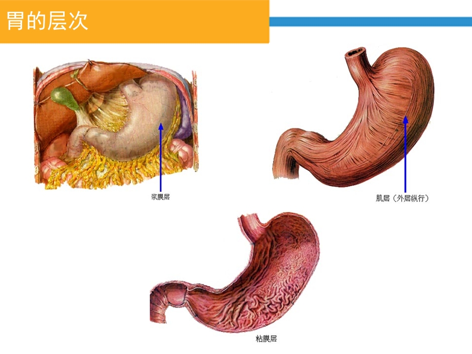 胃癌解剖基础ppt课件.ppt_第3页