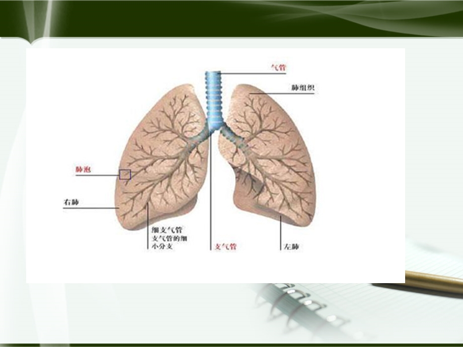 肺肿瘤标志物ppt课件.ppt_第3页
