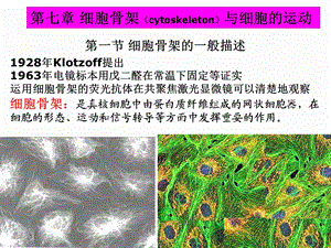 细胞骨架与细胞运输ppt课件.ppt