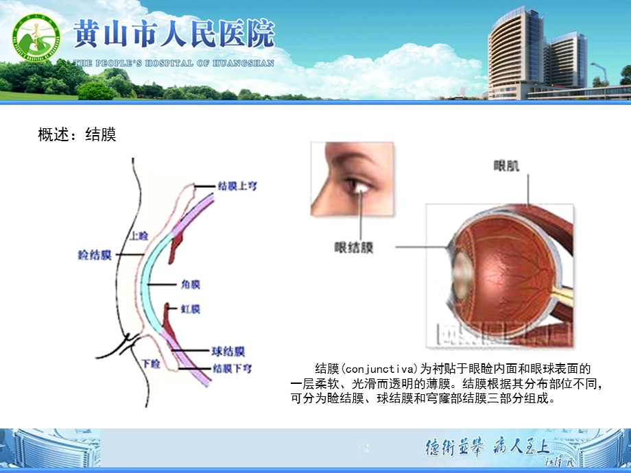 结膜炎ppt课件.ppt_第3页