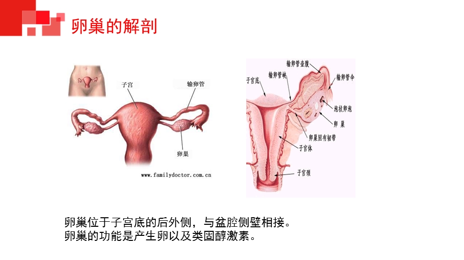 腹腔镜下卵巢囊肿剥除术配合ppt课件.pptx_第3页