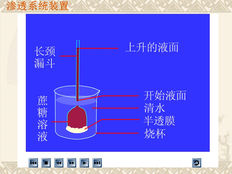 物质跨膜运输的实例ppt课件.ppt_第2页