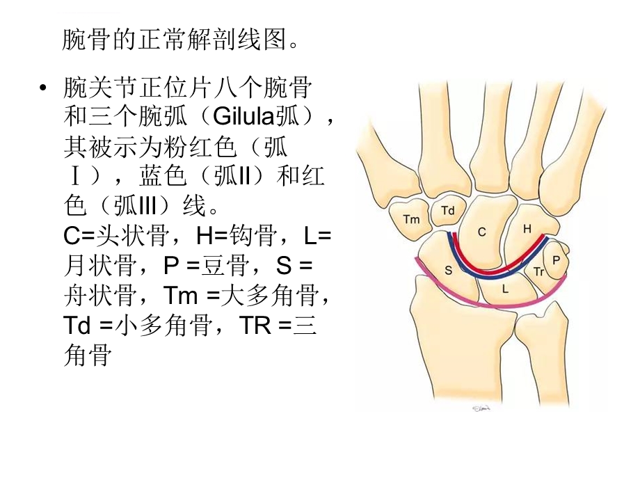 腕关节大全ppt课件.ppt_第2页