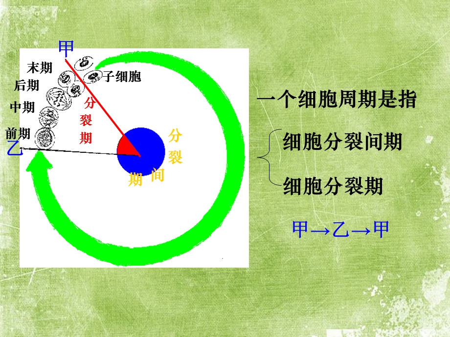 细胞增殖ppt课件.ppt_第2页