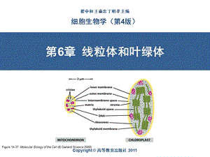 细胞生物学 第6章 细胞的能量转换──线粒体和叶绿体ppt课件.ppt