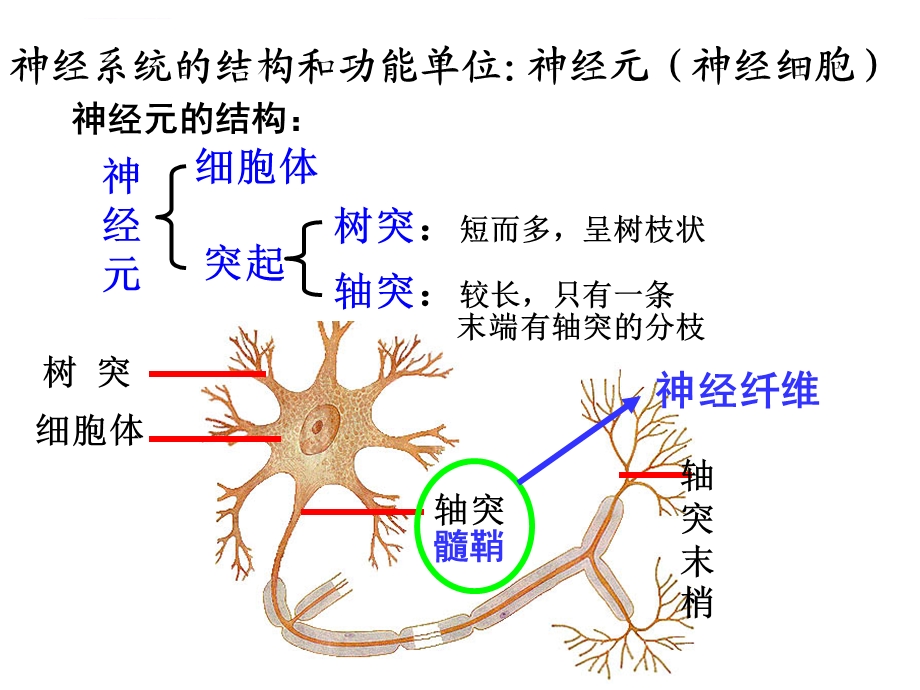 精品公开课 《通过神经系统的调节》ppt课件.ppt_第3页