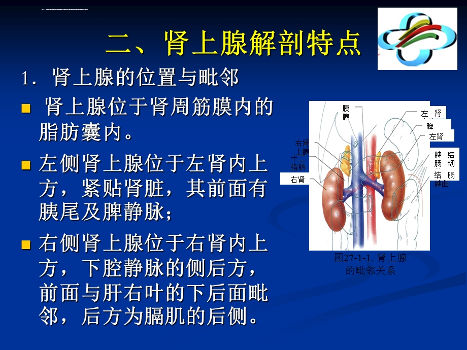 腹腔镜肾上腺切除术ppt课件.ppt_第3页