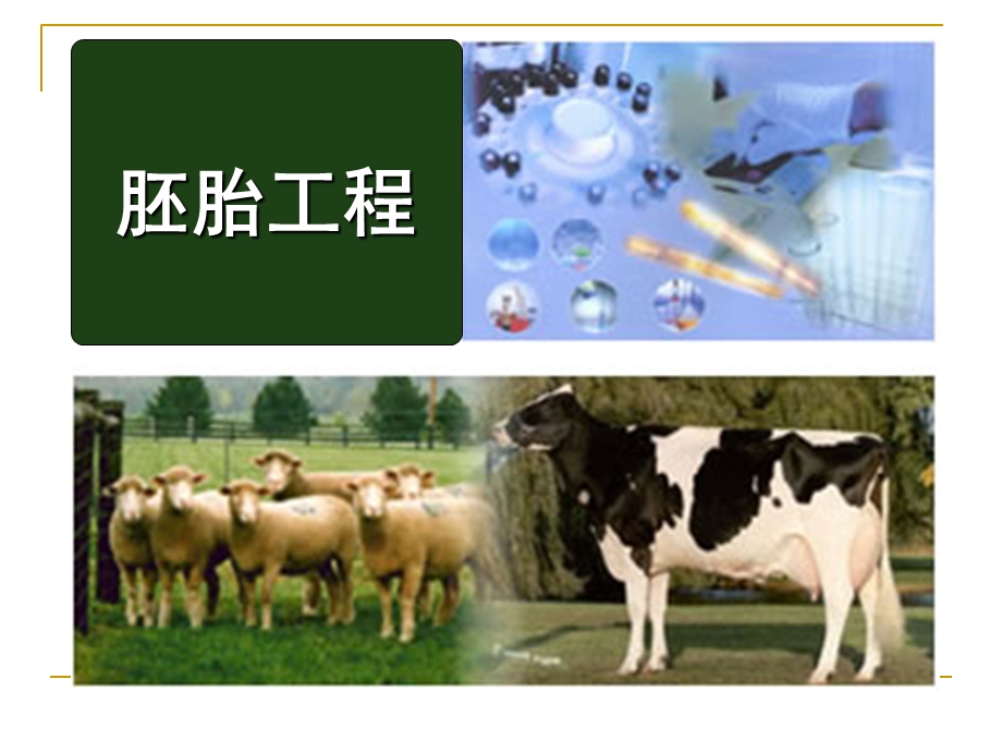 精子和卵子的发生(复习)ppt课件.ppt_第1页