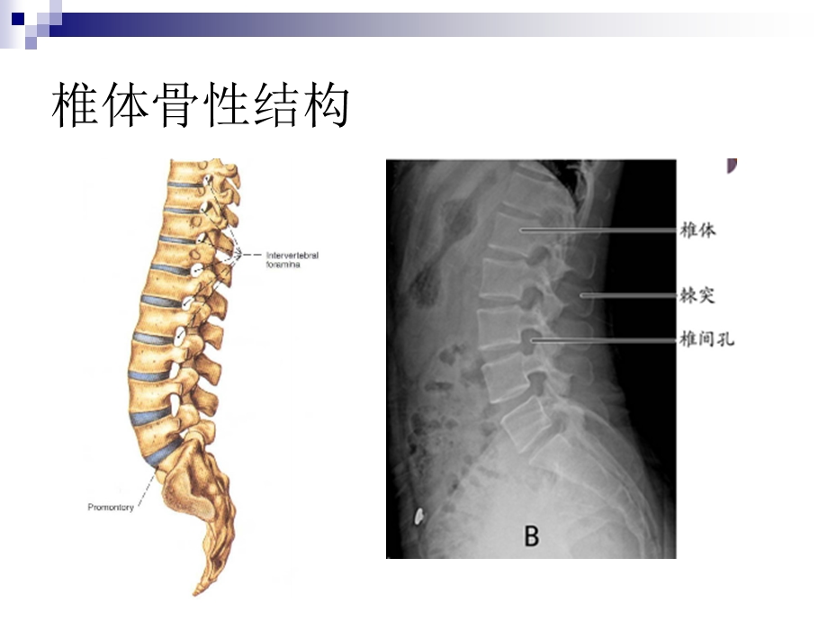 腰椎血管神经解剖ppt课件.ppt_第3页