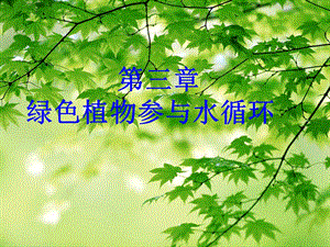 绿色植物与生物圈的水循环(人教版)课件.ppt