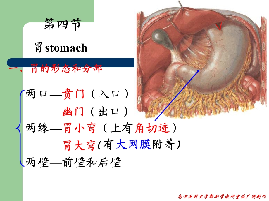 系统解剖学PPT课件 消化系统.ppt_第3页