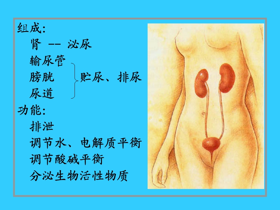 组织学与胚胎学第十七章 泌尿系统ppt课件.ppt_第3页