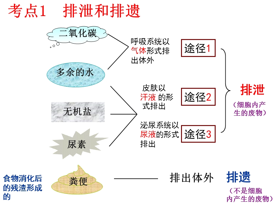 第五章人体内废物的排出复习ppt课件.ppt_第3页