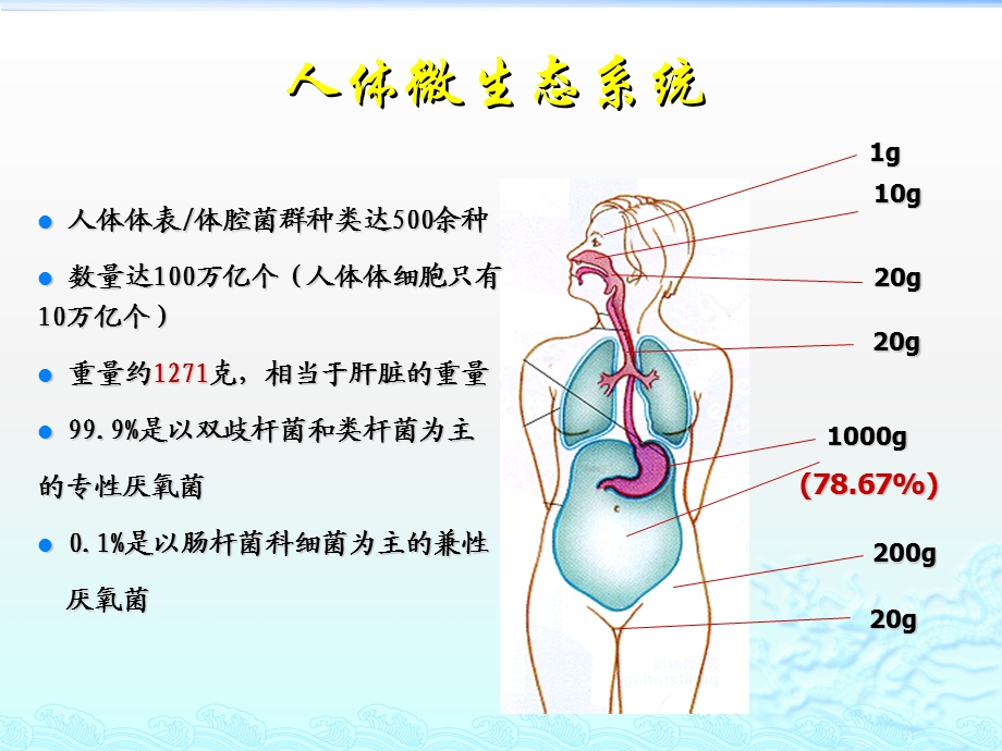 肠道菌群与肠黏膜屏障ppt课件.pptx_第2页