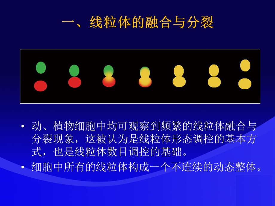 细胞生物学翟中和第四版 06 线粒体与叶绿体ppt课件.ppt_第3页