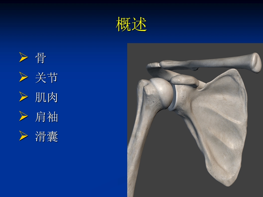 肩关节解剖基础ppt课件.ppt_第2页