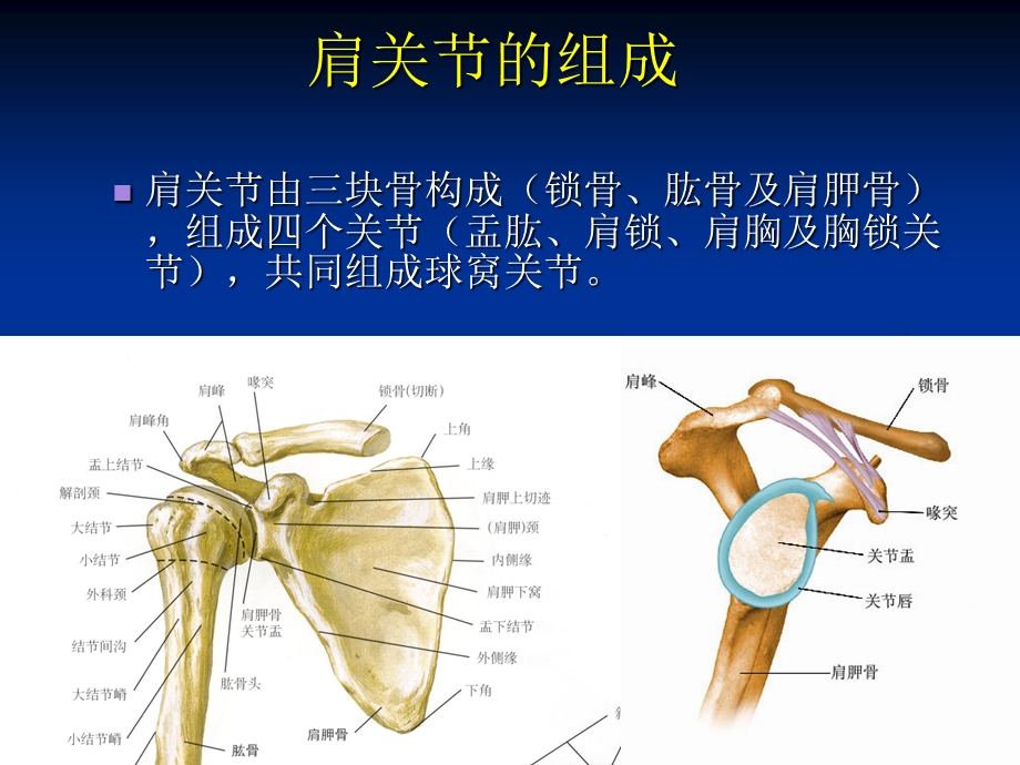 肩关节解剖基础ppt课件.ppt_第3页