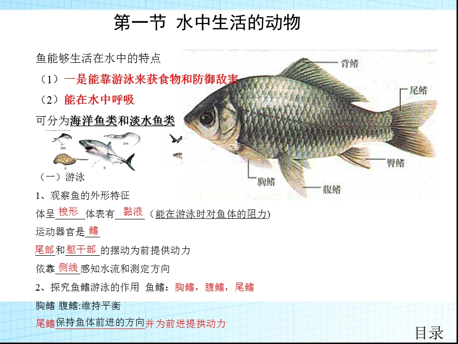 生物学 ppt课件 八年级上下册(全套精华版).ppt_第3页